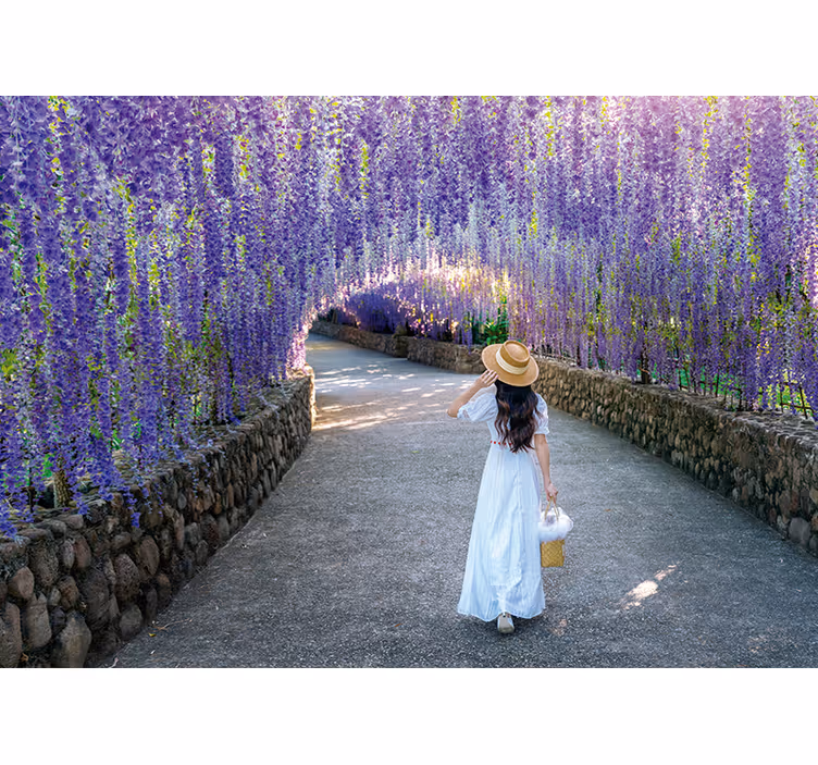 Fototapete blumen wisteria-blütenweg - TenStickers