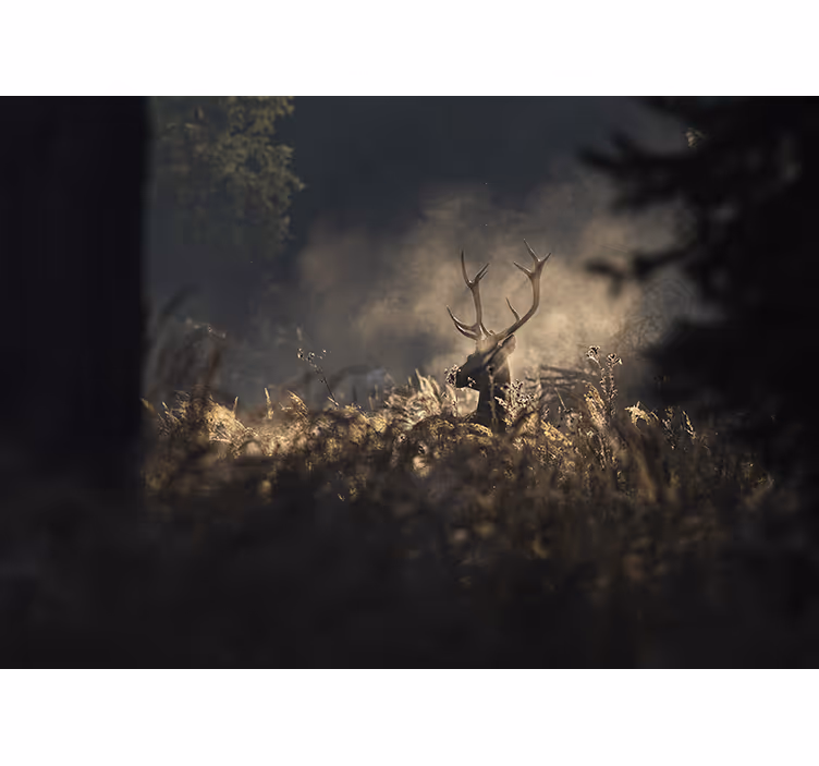 Fototapete tiere hirsch umriss regal - TenStickers