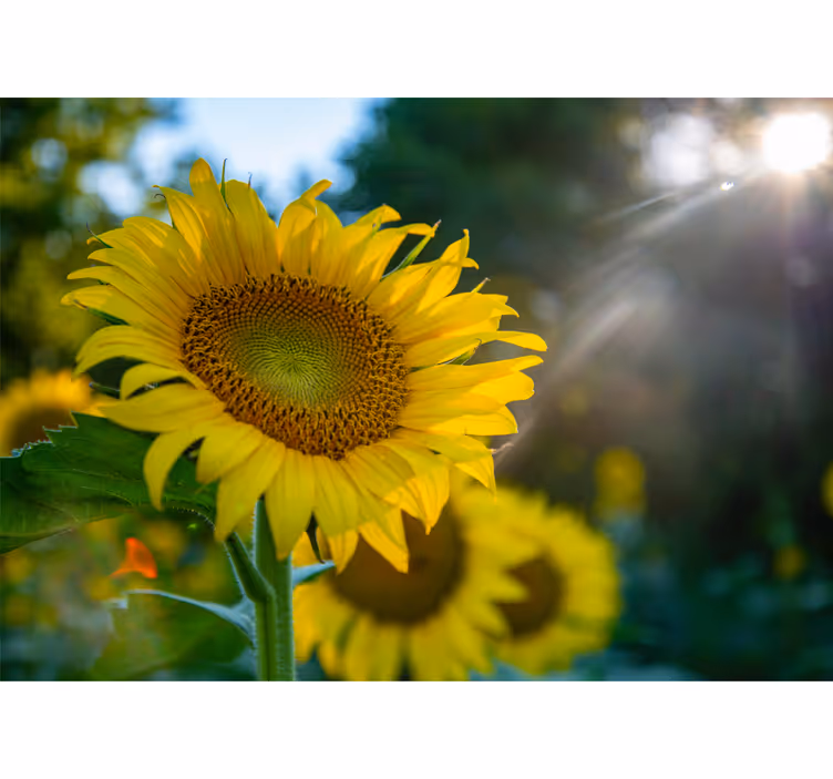 Fototapete blumen sonnenblumen leuchtend schön - TenStickers