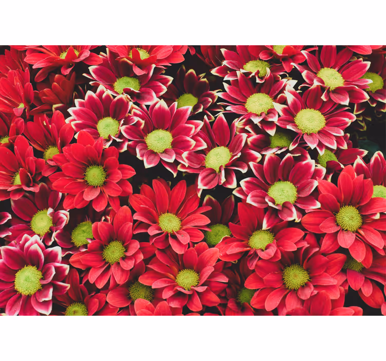 Fototapete blumen rote blütenkomposition - TenStickers