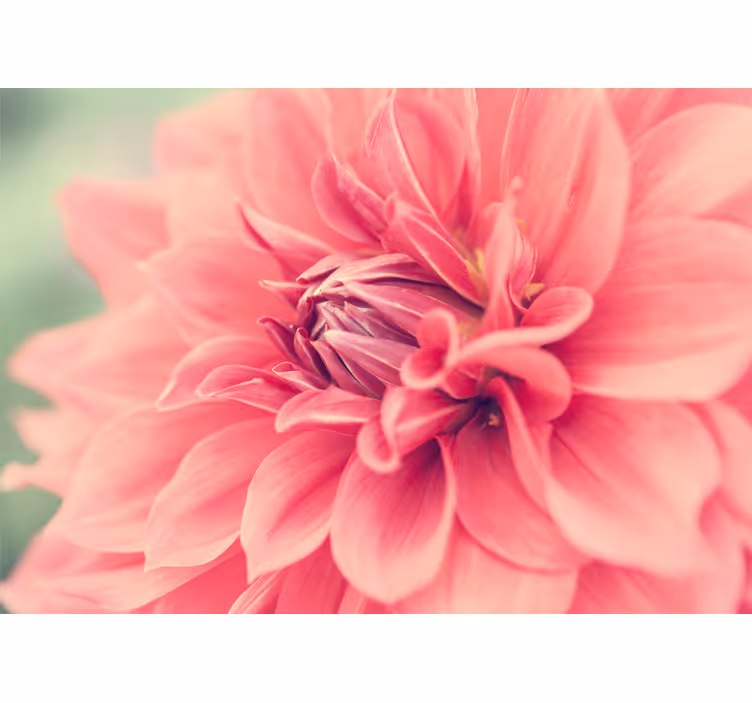 Fototapete blumen in lebhaftem pinkblüten-design - TenStickers