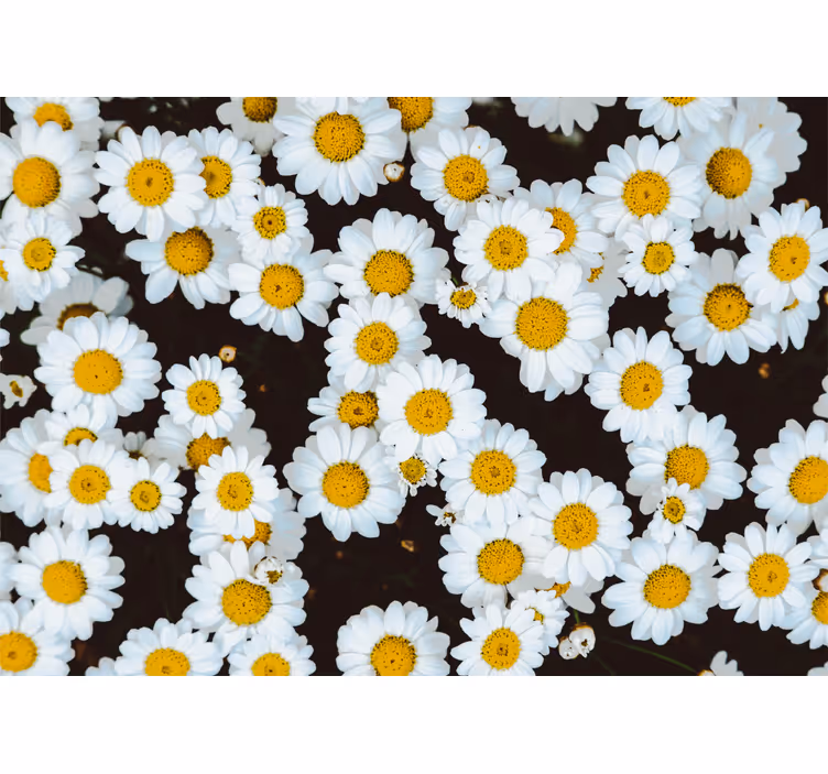 Fototapete blumen kamille muster - TenStickers