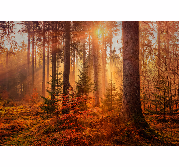 Fototapete wald strahlende waldillumination - TenStickers