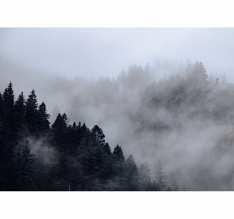 Fototapete Wald neblige feuchte landschaft - TenStickers