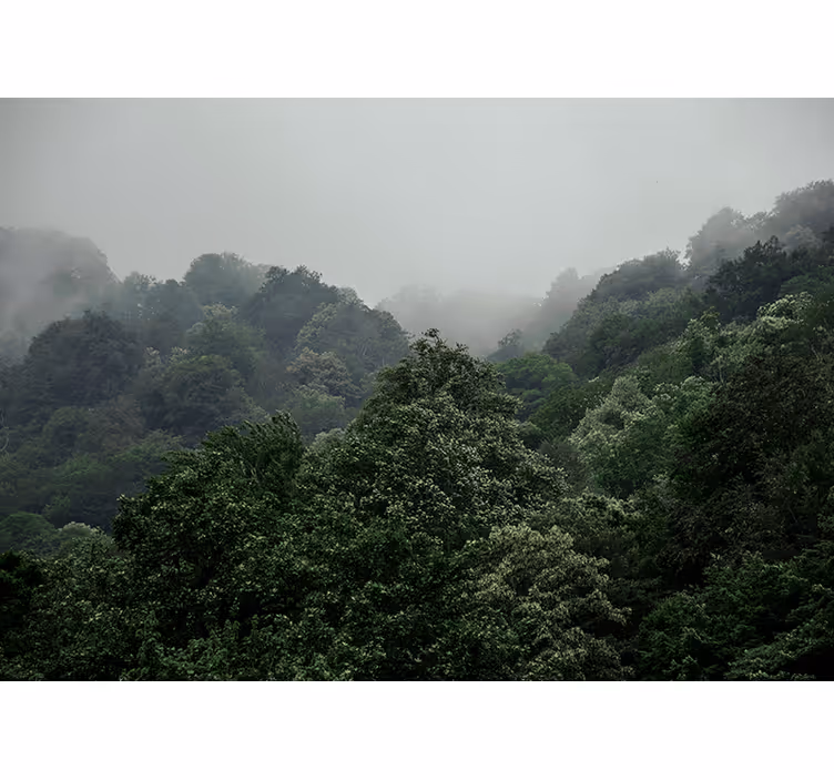 Fototapete Wald neblige landschaft - TenStickers