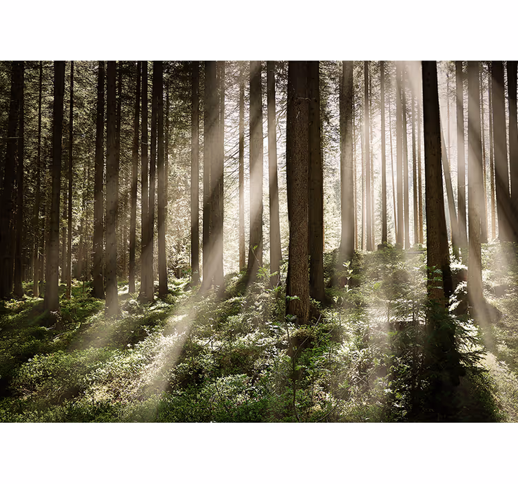 Fototapete wald mit leuchtenden sonnenstrahlen - TenStickers