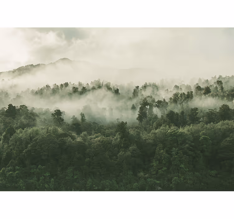 Fototapete natur nebeliger waldzauber - TenStickers