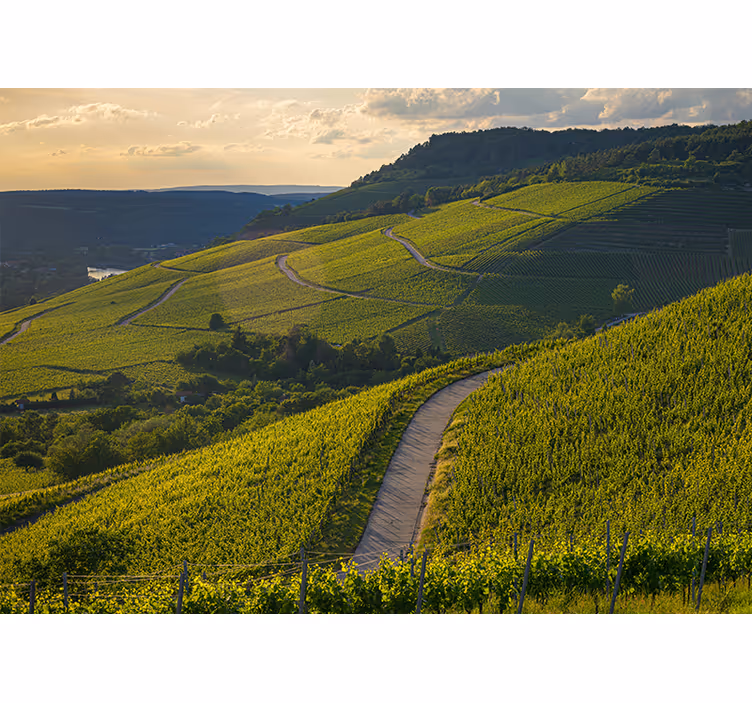 Fototapete landschaft weinberg-hänge - TenStickers
