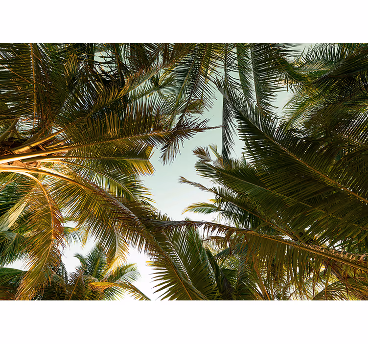 Fototapete natur tropisches palmenblattdach - TenStickers