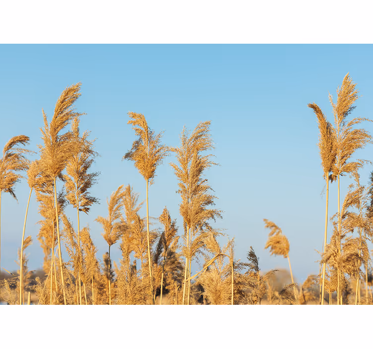Fototapete wald goldene grasebenen - TenStickers