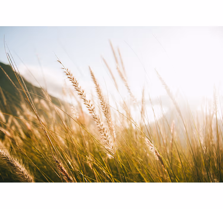 Fototapete natur sanfter gräserwind - TenStickers