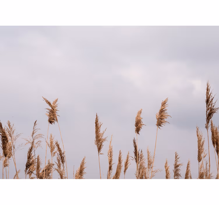 Fototapete baum mit silhouetten von hohem gras - TenStickers