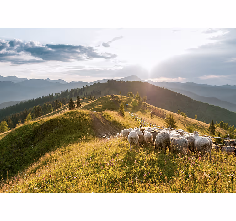 Fototapete landschaft schafe auf der hügelkante - TenStickers