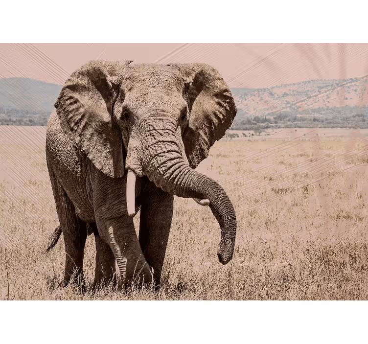 Fototapete tiere regal elefant aura - TenStickers