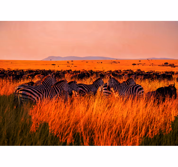 Fototapete wald zebras in der serengeti - TenStickers