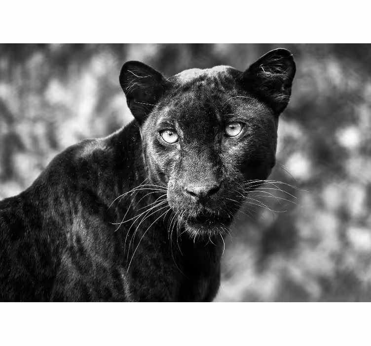 Fototapete tiere mit dem gesicht eines schwarzen panthers - TenStickers