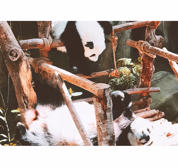 Fototapete tiere panda spielszene - TenStickers