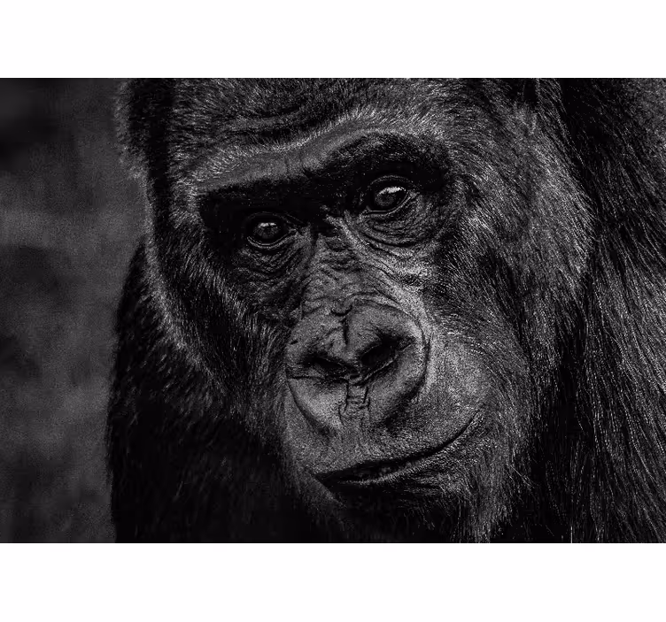 Fototapete tiere gorilla nahaufnahme - TenStickers