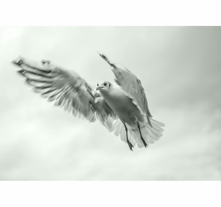 Fototapete tiere fliegender weißer vogel - TenStickers