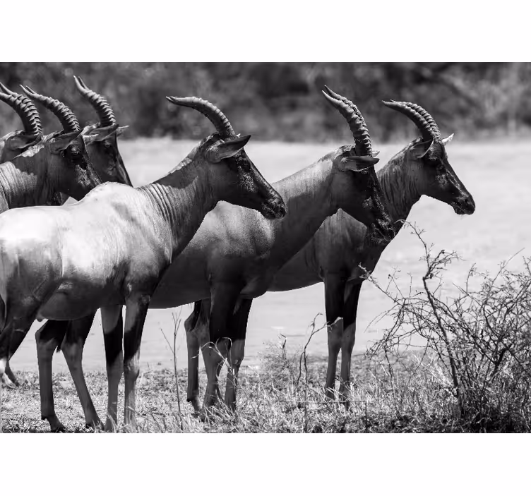 Fototapete tiere herde afrikanischer antilopen - TenStickers