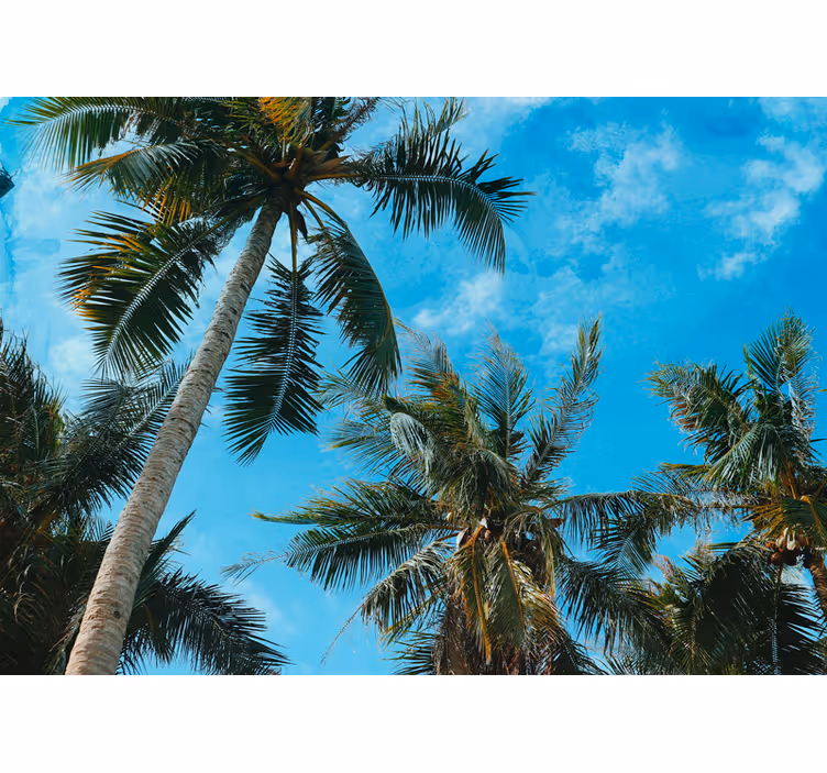 Fototapete natur palmen unter dem himmel - TenStickers