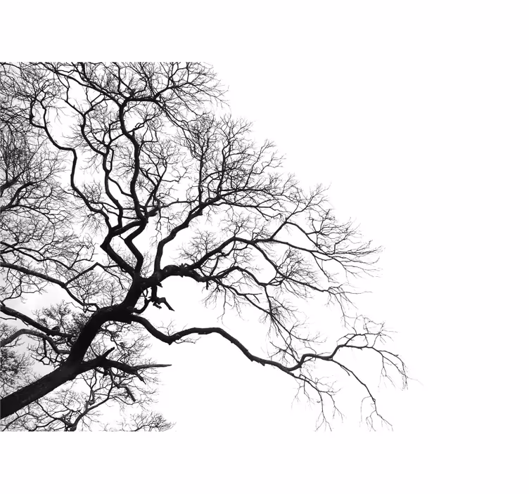 Fototapete baum Äste ohne blätter silhouette - TenStickers