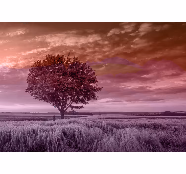 Fototapete Wald einsamer baum silhouette - TenStickers
