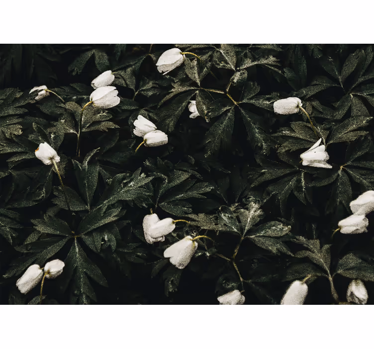 Fototapete blumen sanfte weiße blumen - TenStickers