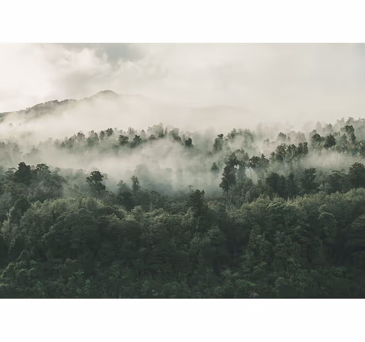Fototapete wald neblige waldlandschaft - TenStickers