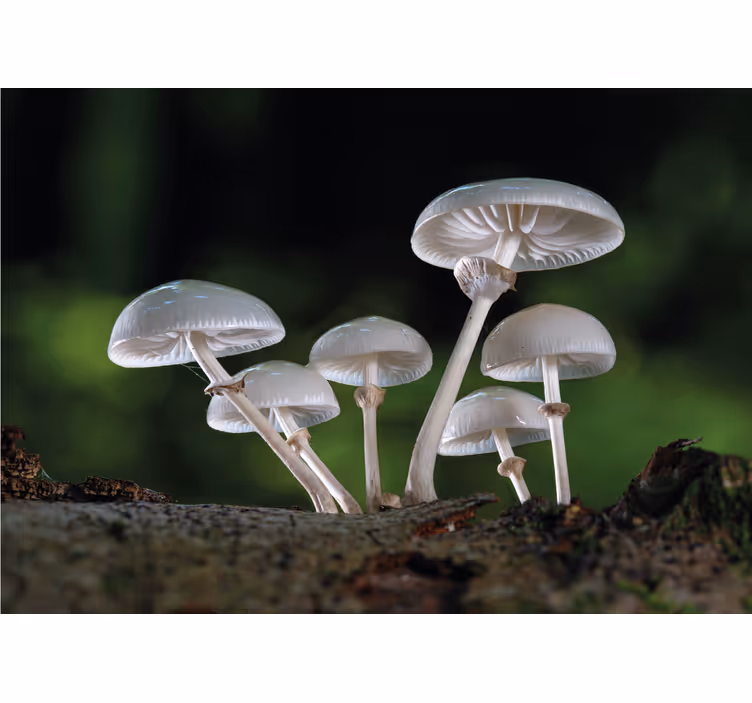 Fototapete natur pilzcluster wachstum - TenStickers