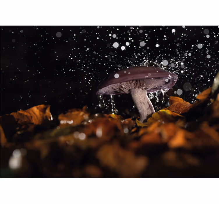 Fototapete natur pilzwasser spritzer - TenStickers