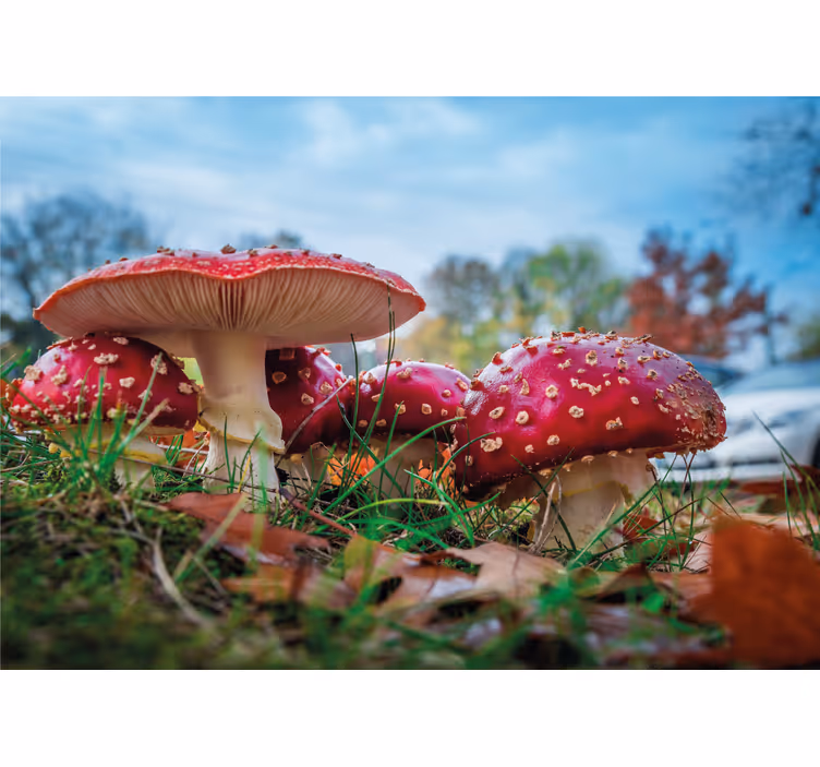 Fototapete natur rote pilzgruppe - TenStickers