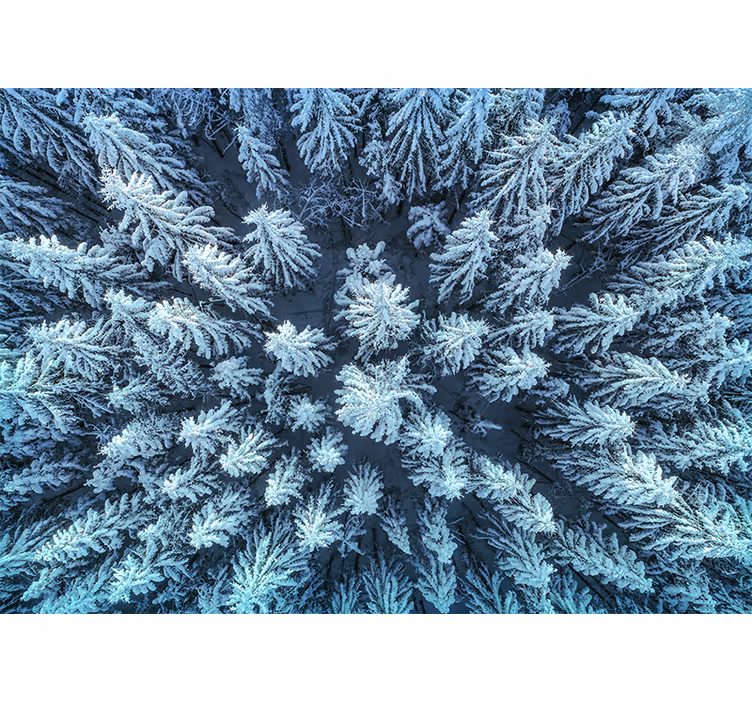 Fototapete natur gefrorener kieferwald - TenStickers