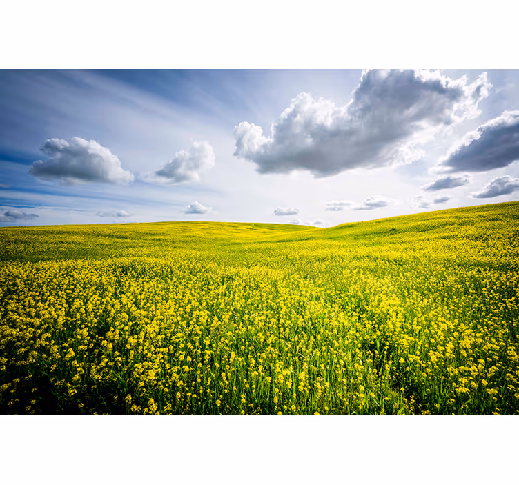 Fototapete natur weites grünes feld - TenStickers