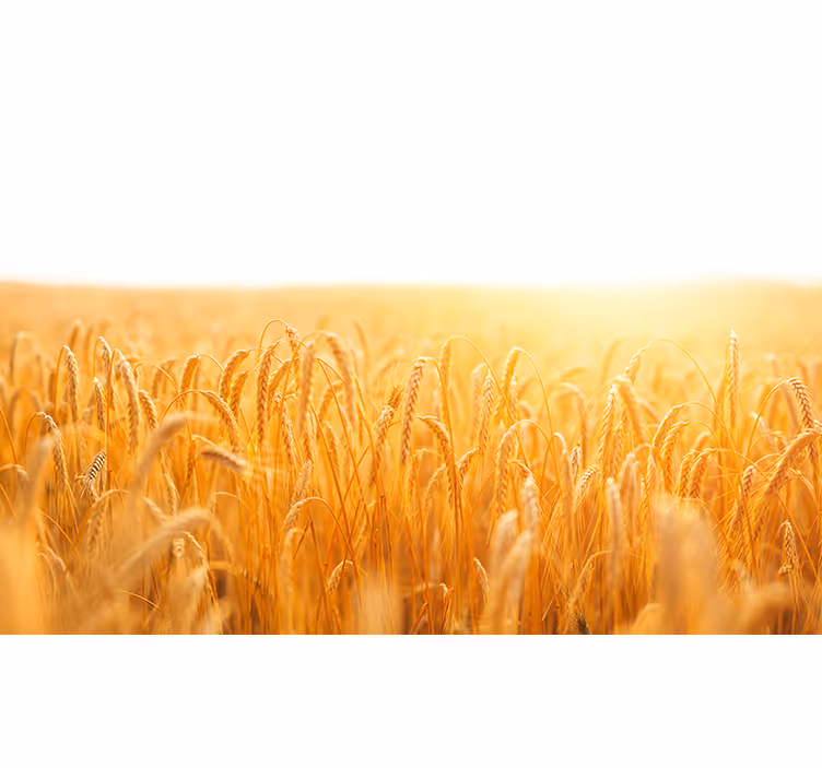 Fototapete natur goldene getreidewiese - TenStickers