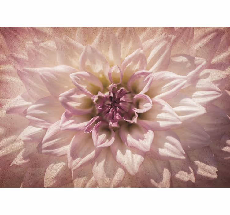 Fototapete Blumen zarte rosa blüte - TenStickers