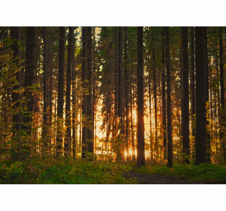 Tapete wald mit silhouetten von bäumen im sonnenuntergang - TenStickers