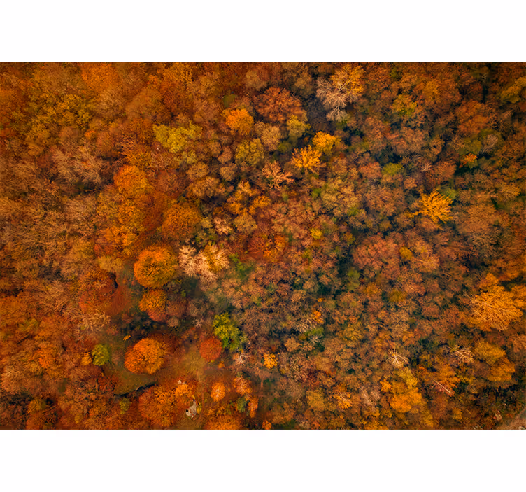 Fototapete natur blick auf das herbstdach - TenStickers
