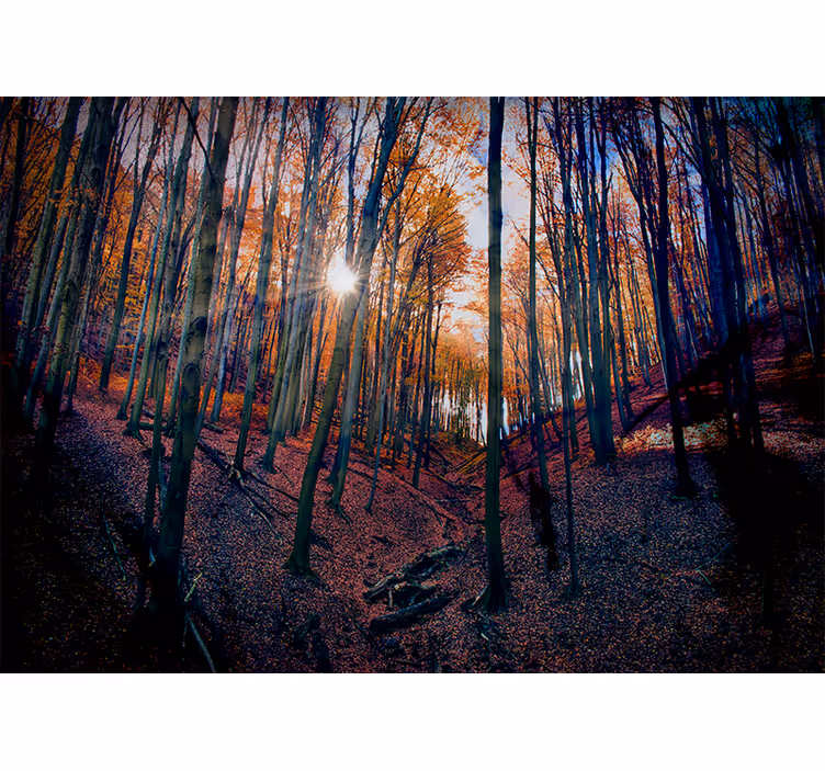 Fototapete wald im sonnenlicht des herbstes - TenStickers