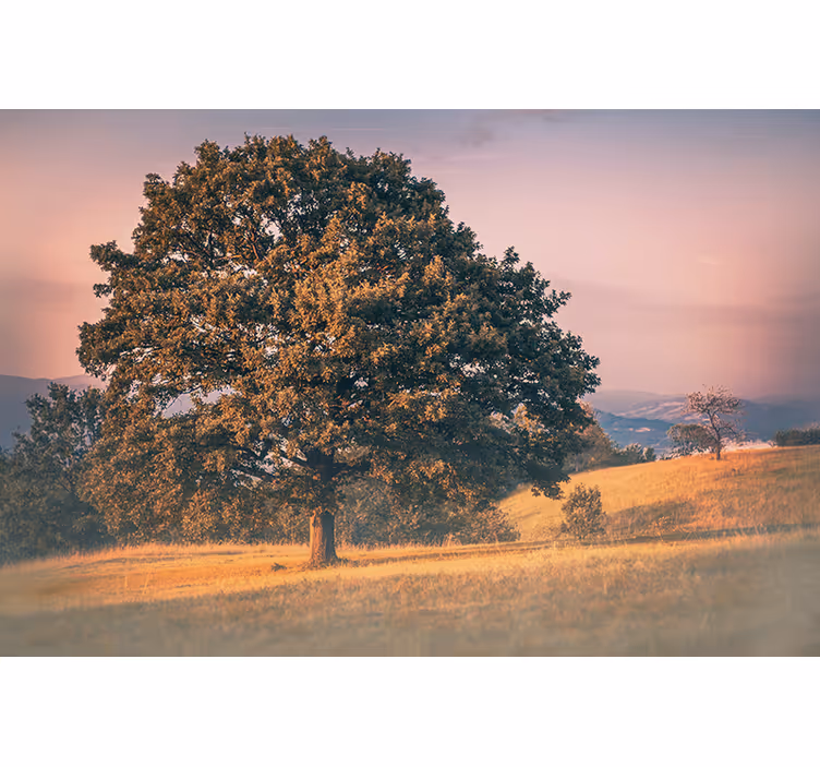 Fototapete natur große eiche - TenStickers