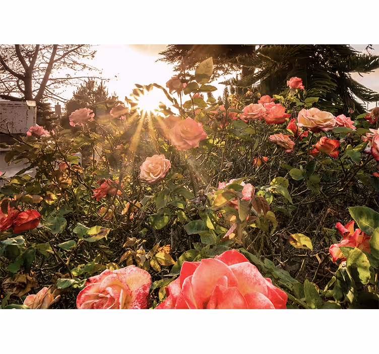 Fototapete blumen sonnenbeschienener rosengarten - TenStickers