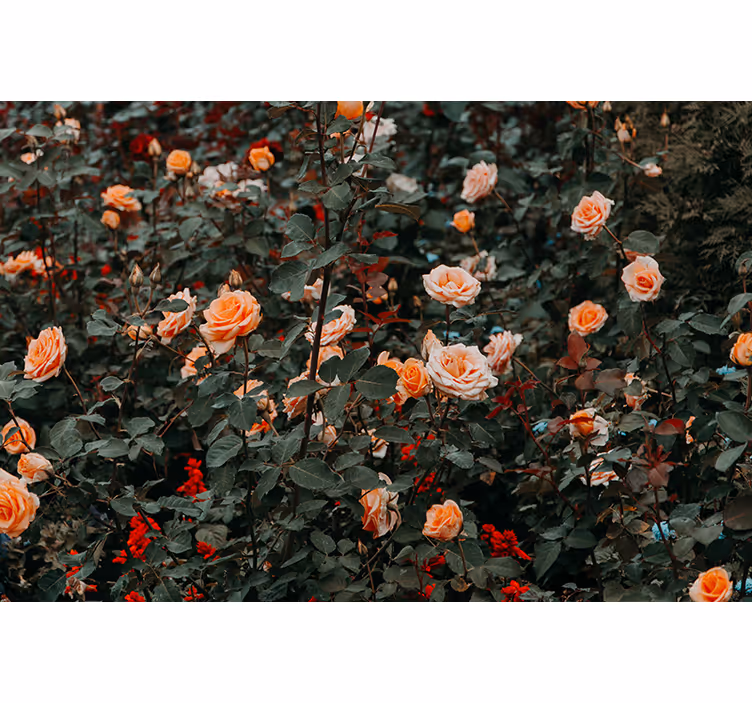 Fototapete blumen rosen in blüte - TenStickers