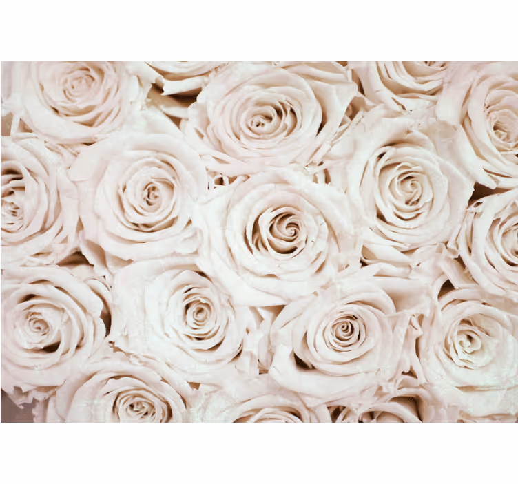 Fototapete blumen sanfte rosenarrangement - TenStickers