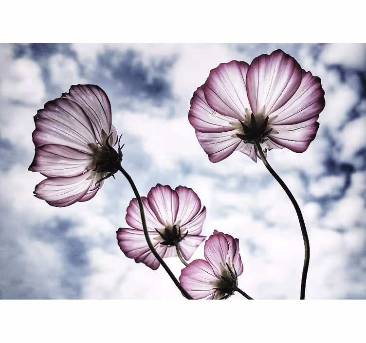 Fototapete blumen zarte florale schönheit - TenStickers