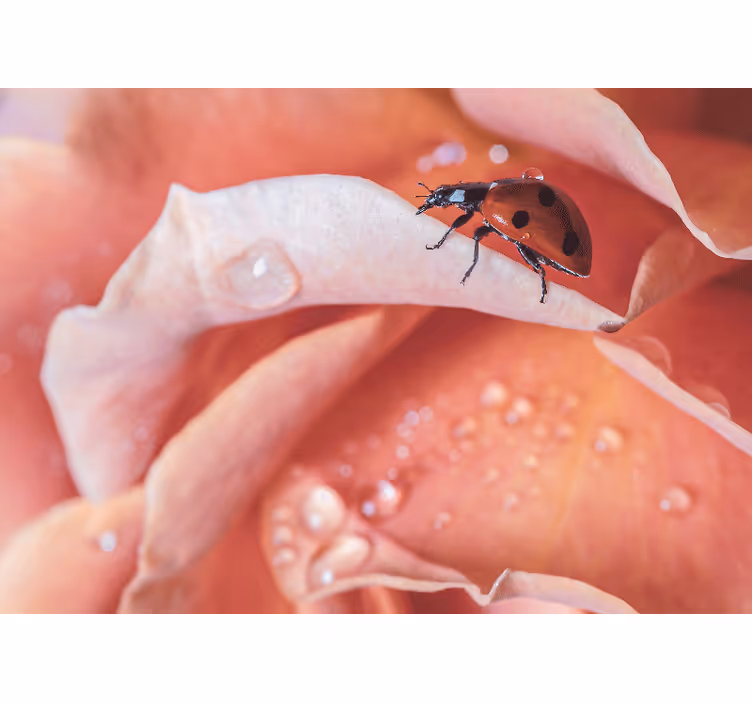 Fototapete blumen marienkäfer auf blütenblatt - TenStickers