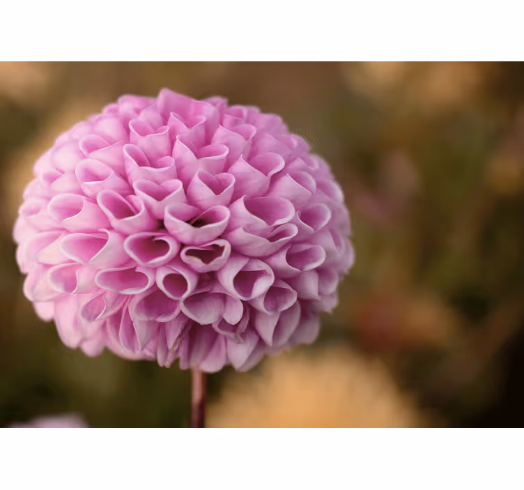 Fototapete blumen pinke blumensphäre - TenStickers