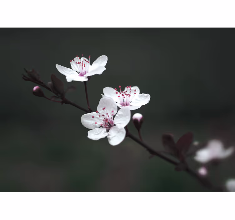 Fototapete mohnblumen sakura zweig - TenStickers