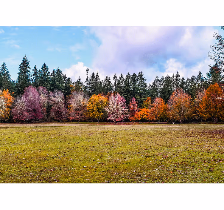 Fototapete wald bunter herbstwald - TenStickers