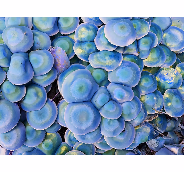 Fototapete natur buntes sukkulentendetail - TenStickers