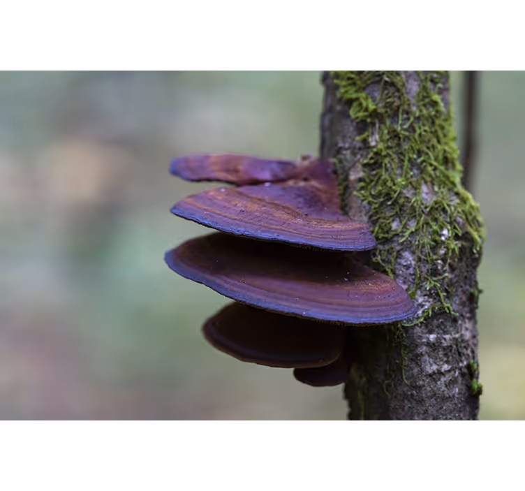 Fototapete natur pilzwachstumsdetail - TenStickers